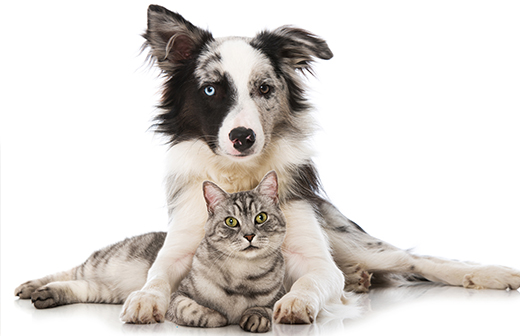 Quels sont les compléments alimentaires adaptés aux chiens et aux chats ? Quels sont les compléments alimentaires adaptés aux chiens et aux chats ?